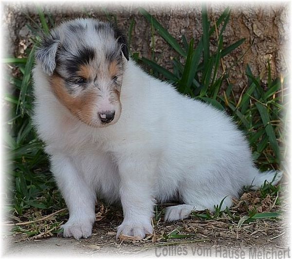 weiße Collie Hündin