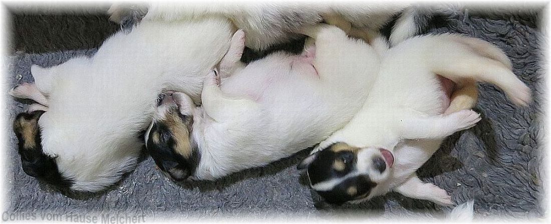 Weisse Collie Welpen vom Hause Merlchert