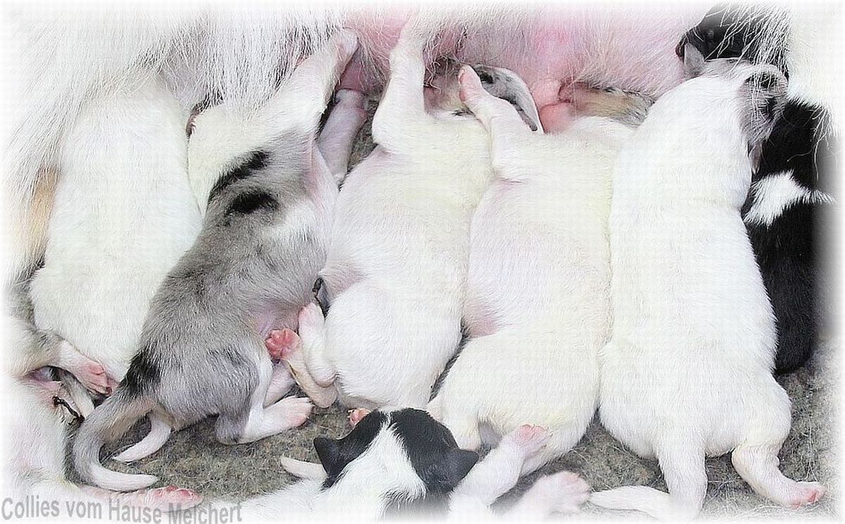 Weiße Welpen vom Hause Melchert