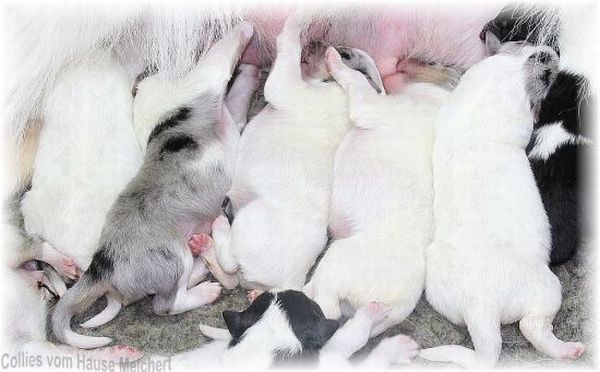 Collie Welpen Langhaar in weiß