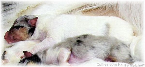 Collie Welpe in weiß