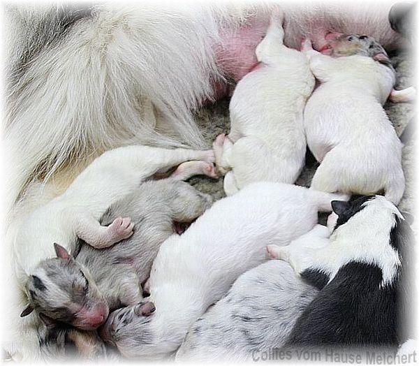 Weiße Colliewelpen
