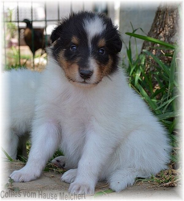 Langhaar Colliewelpe in weiß