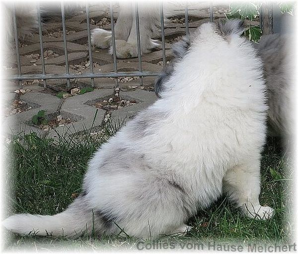 Weißer Blue Merle Collie Welpe