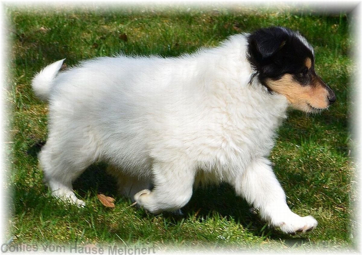 weißer Collie Rüde