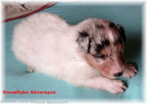 collie Welpe weiß - blue merle