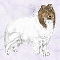 weißer Collie sable Kopf