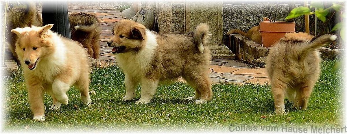 Collie Welpen Bilder