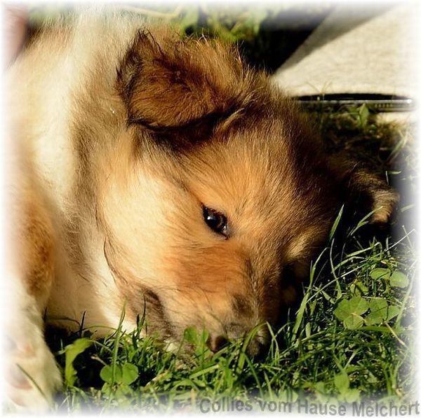 colliewelpen