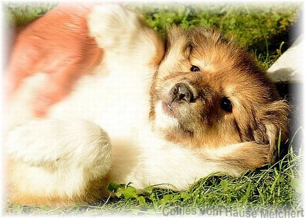 colliewelpen