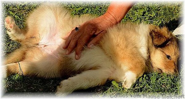 colliewelpen