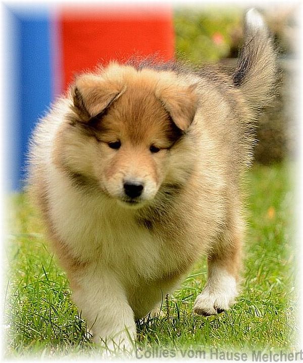 colliewelpen