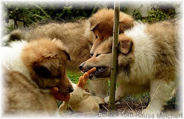 colliewelpen