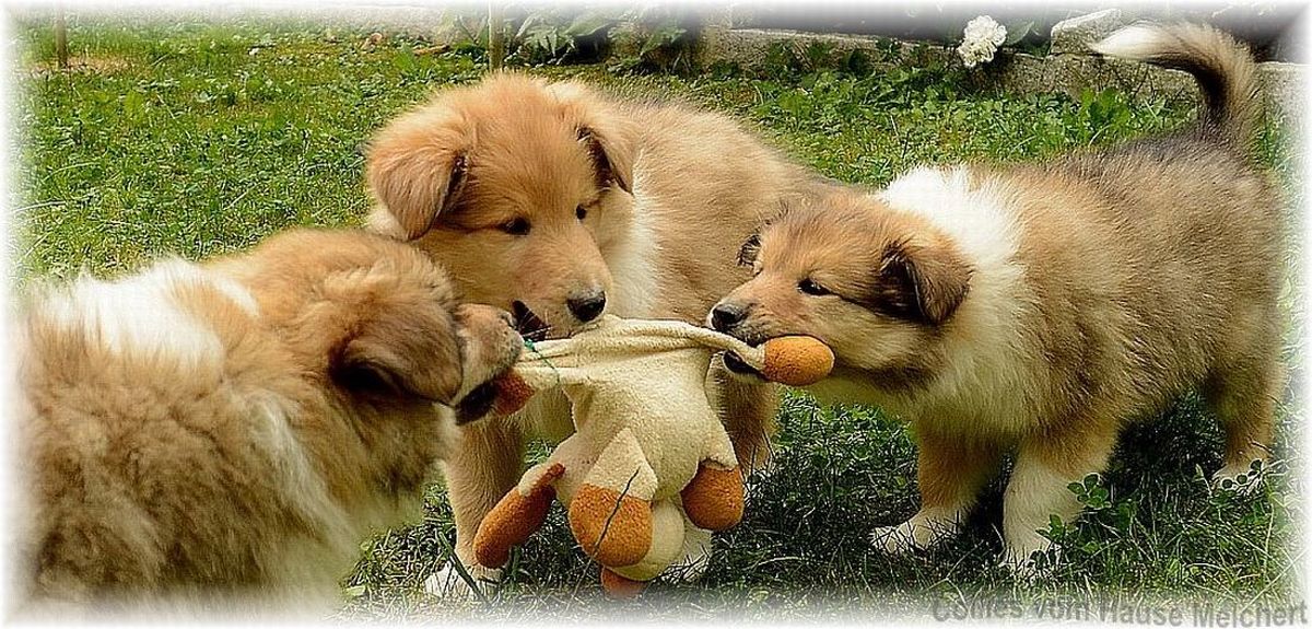 colliewelpen
