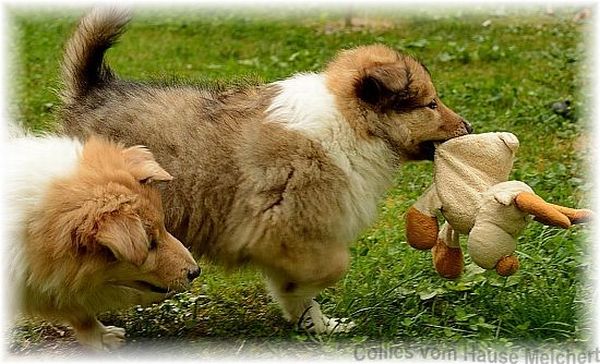 colliewelpen