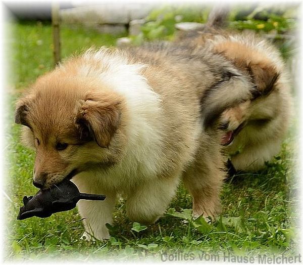 colliewelpen