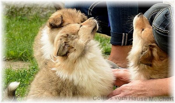 colliewelpen