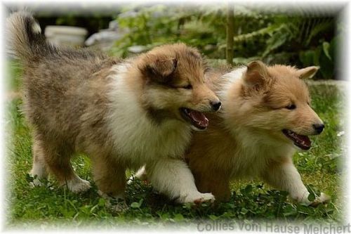 Collie Welpen 