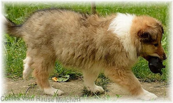 colliewelpen
