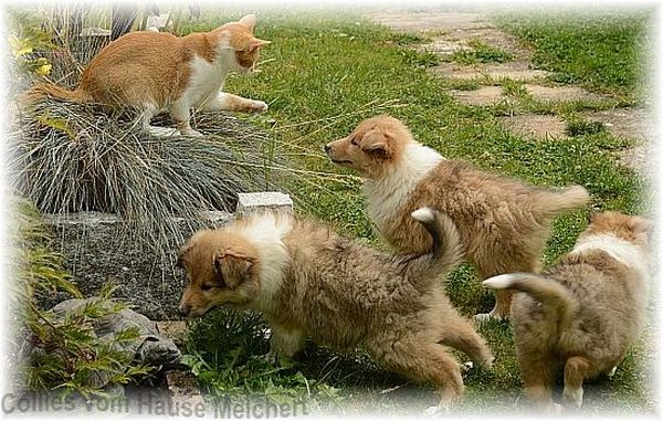 colliewelpen
