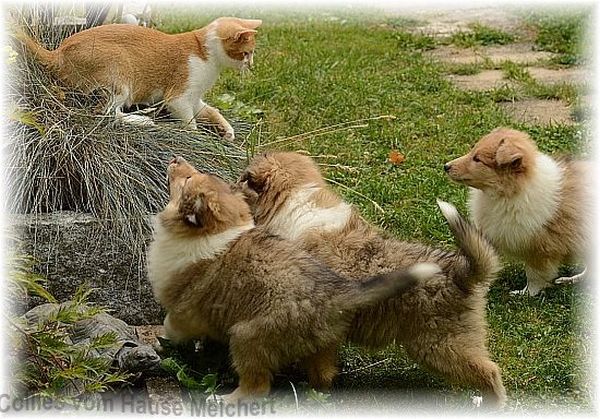 colliewelpen