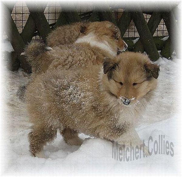 Collie Welpen aus Bayern