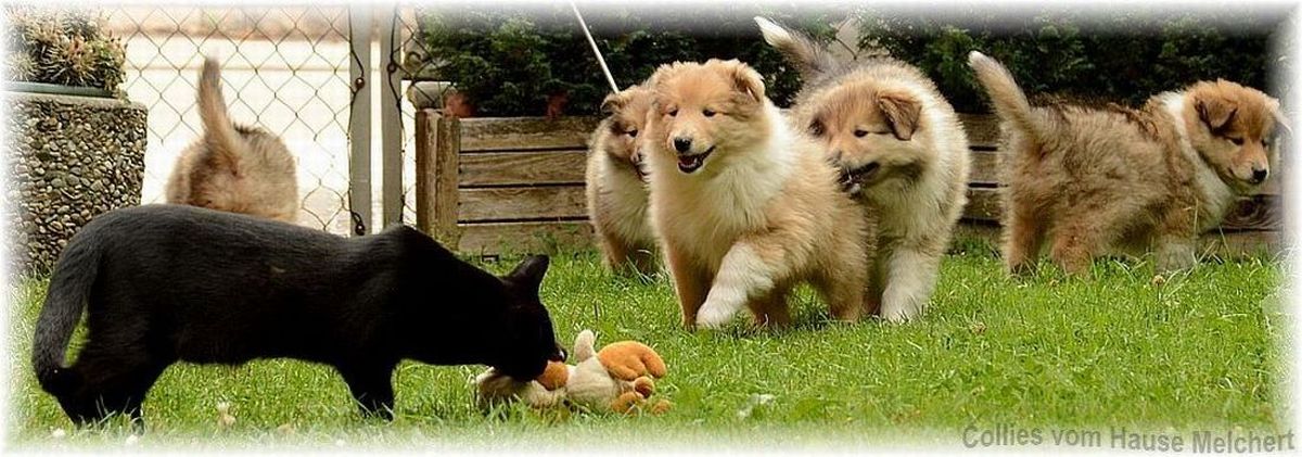 Colliewelpen vom Züchter in Bayern