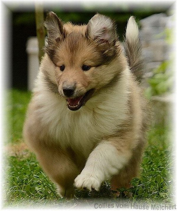Collies vom Hause Melchert an der Grenze zu Bayern