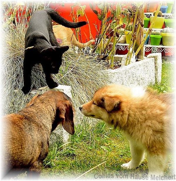 Hündin mit Welpen vom Hause Melchert an der Grenze zu Bayern