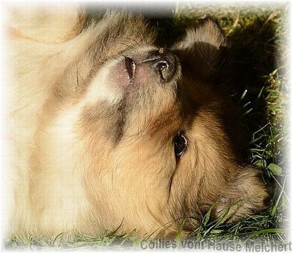 Colliewelpe in blue merle an der Grenze zu Bayern