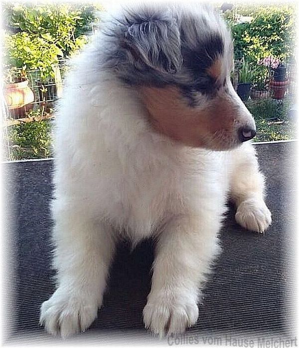 Collie Welpen in weiß aus Bayern