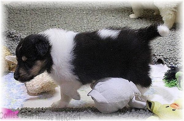 Collie Welpen