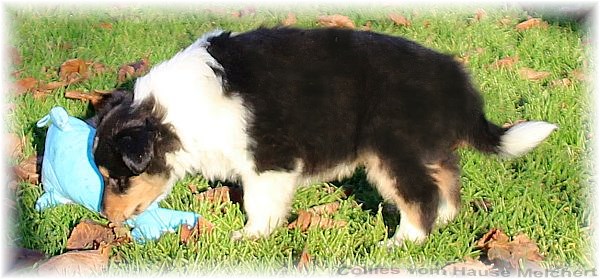 Blue merle Collie Welpen