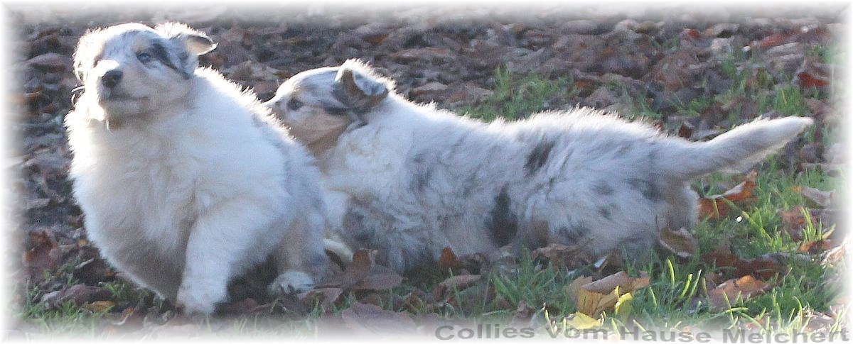 Blue merle Collie Welpen