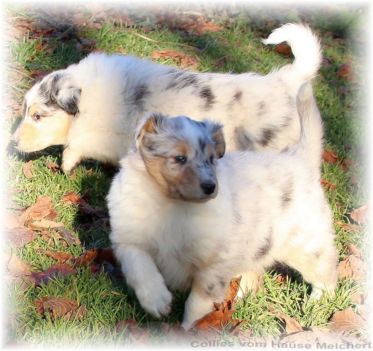 Blue merle Collie Welpen