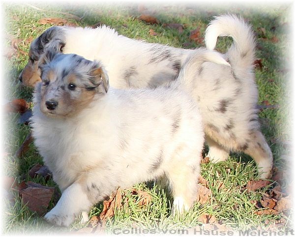 Blue merle Collie Welpen