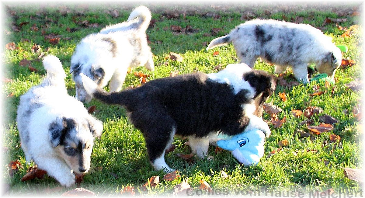 Blue merle Collie Welpen