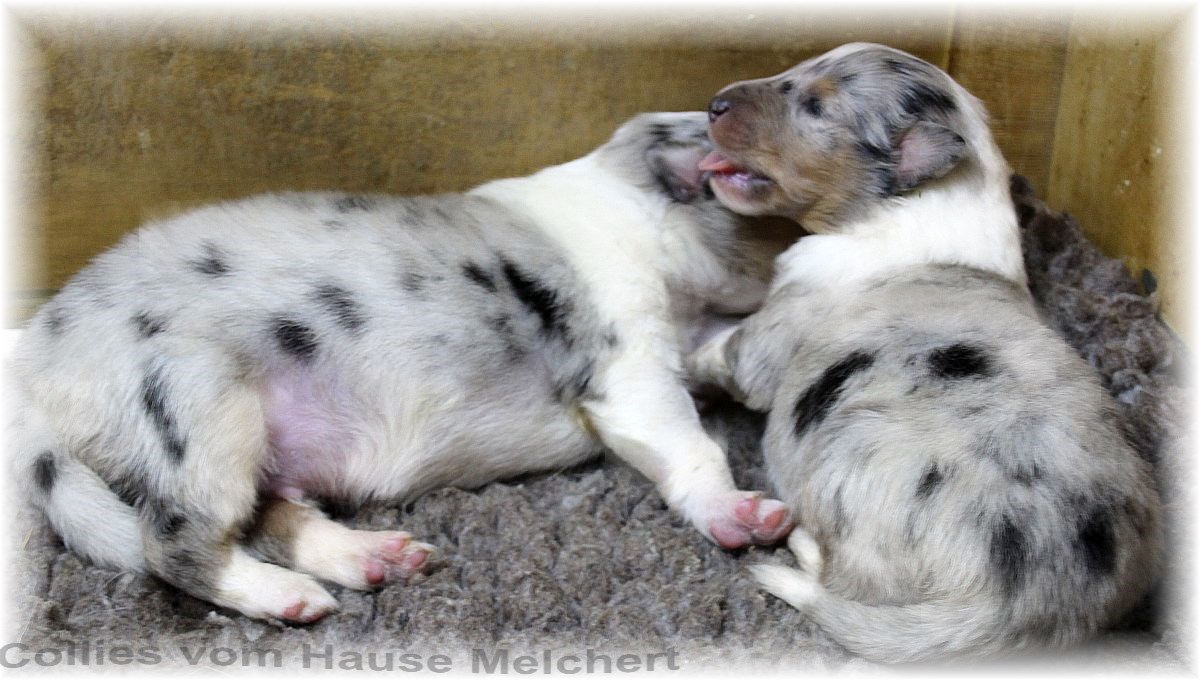 Amerikanische Collies