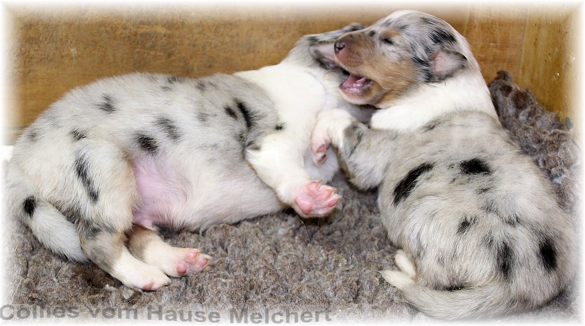 Collie Züchter Welpen