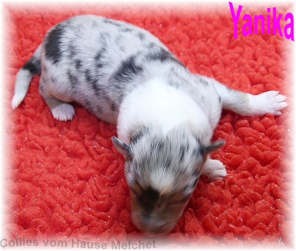 Amerikanische Collie Welpen