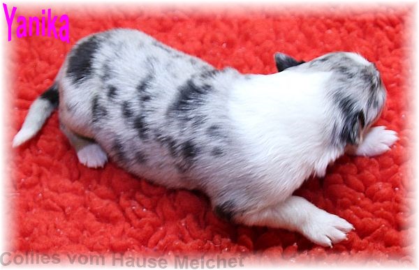 Amerikanische Collie Welpen