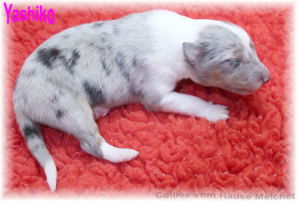 Amerikanische Collie Welpen