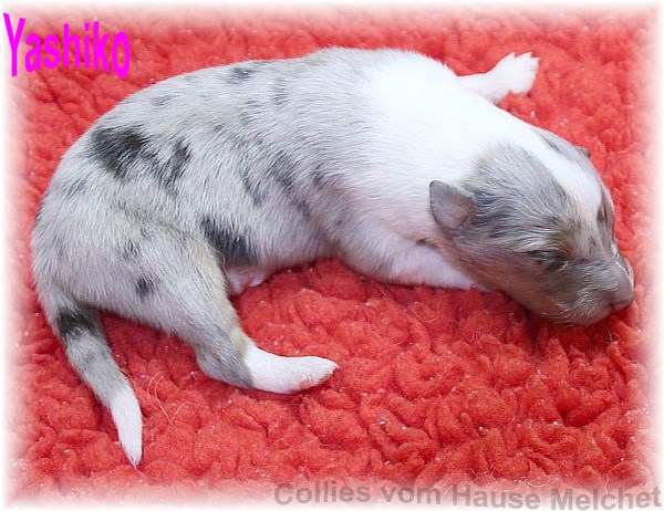 Amerikanische Collie Welpen