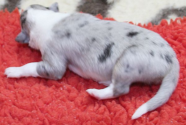 Amerikanische Collie Welpen