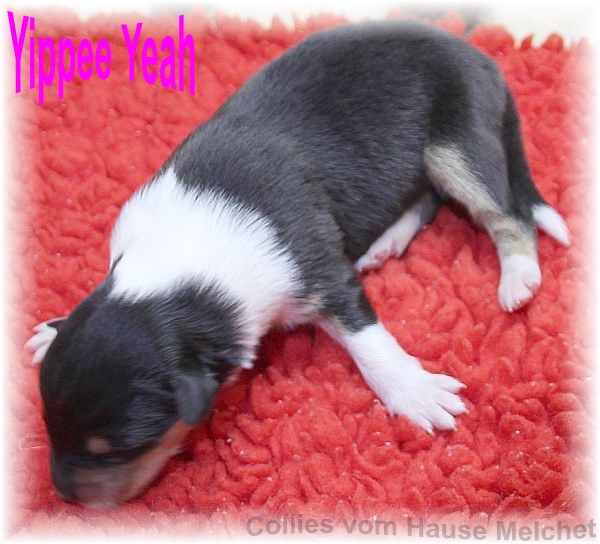 Amerikanische Collie Welpen