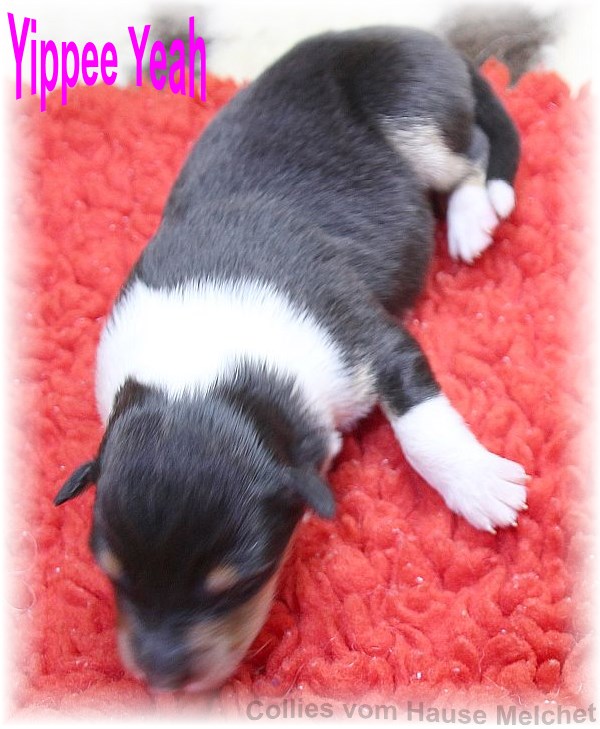 Amerikanische Collie Welpen