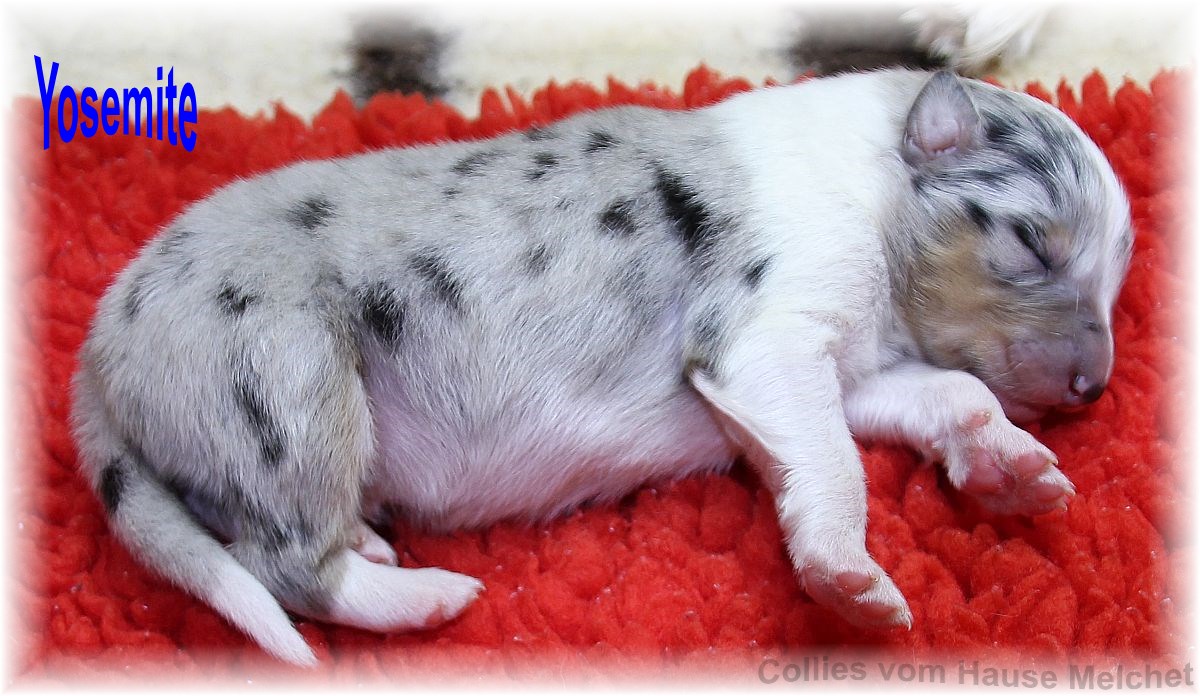 Amerikanische Collie Welpen