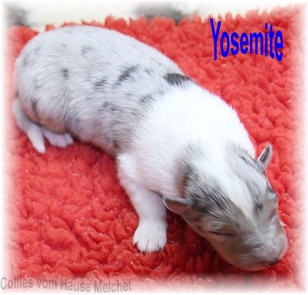 Amerikanische Collie Welpen