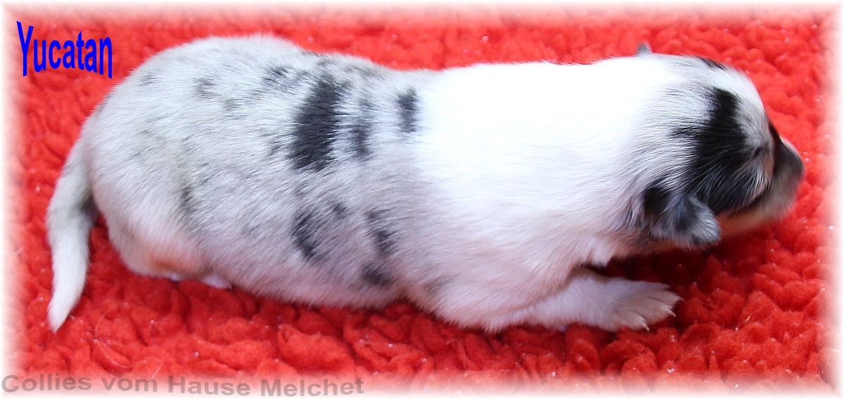 Amerikanische Collie Welpen