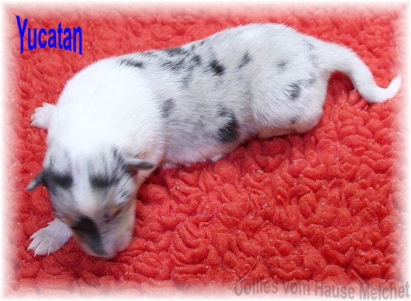 Amerikanische Collie Welpen